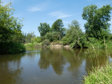 Środowisko trzepli w PKMWiW , <p>W. Pogorzelska</p>